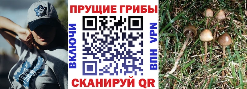 Галлюциногенные грибы MAGIC MUSHROOMS  Новоузенск 